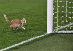 🟢هیچ هواداری در بازی آخر هفته سری آ بین یوونتوس و میلان وجود نداشت، اما گربه‌ای در استادیوم حضور داشت.